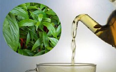 Cây xương khỉ: Cách sử dụng và lưu ý khi dùng