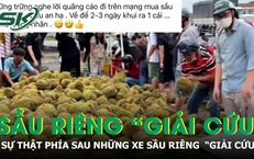 Sự thật đáng buồn phía sau những tấm bảng 'giải cứu' sầu riêng giá 25.000 đồng/kg