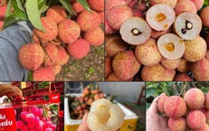 Một loại quả đặc sản của Việt Nam chính thức chinh phục thị trường Mỹ