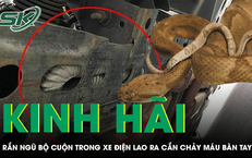 Người đàn ông bị rắn ngũ bộ cuộn trong xe điện lao ra cắn chảy máu bàn tay
