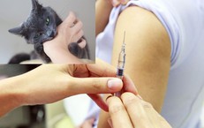 Nguy cơ bệnh dại gia tăng mùa nắng nóng, cần tiêm phòng ngay khi bị chó mèo cắn
