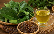 Mùa hè nên uống nước lá vối hay nụ vối tốt hơn?