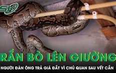 Phát hiện rắn bò lên giường lúc nửa đêm, người đàn ông trả giá đắt vì chủ quan sau vết cắn