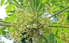 Hoa đu đủ đực: Công dụng chữa bệnh và cách dùng