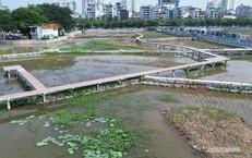 Cải tạo 3 hồ Sen thành bãi lọc tự nhiên, tăng chất lượng nước hồ Tây