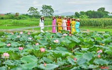 Về Thành Nhà Hồ ngắm sen nở, đi xe điện khám phá làng cổ trăm năm