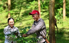 Lợi ích kép của mô hình trồng dược liệu tạo tín chỉ carbon