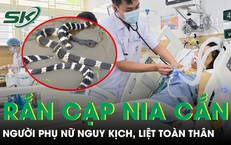 Bị rắn cạp nia cắn, người phụ nữ liệt toàn thân 