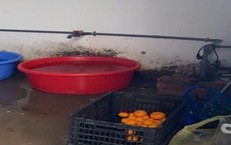 Phát hiện vi phạm trong tổ chức bữa ăn bán trú trường học ở nhiều phường, xã Hà Nội