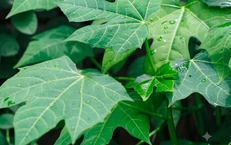5 lợi ích sức khỏe của rau mì chính
