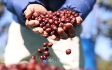 Thị trường nông sản: Cà phê lên gần 98.000 đồng/kg, giá gạo tiếp tục tăng