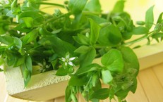 Rau xương cá có giúp hỗ trợ điều trị mụn nhọt?