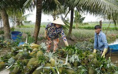 Nhà vườn thu lợi lớn nhờ giá nông sản nghịch vụ tăng mạnh