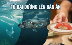Rác thải nhựa và hạt vi nhựa đang thâm nhập vào cơ thể con người như thế nào?