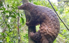 Ít ai biết loài động vật quý hiếm này tưởng chỉ biết bò nhưng lại leo trèo rất giỏi