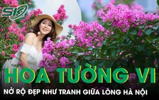 Con đường hoa tường vi đẹp như tranh giữa Hà Nội vào mùa nở rộ, ai đi qua cũng phải ngoái nhìn
