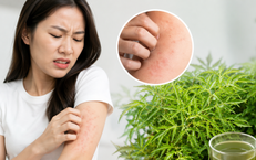 4 sai lầm khi dùng lá đinh lăng có thể gây hại cho sức khỏe