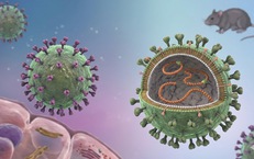 Bộ Y tế cập nhật thông tin mới nhất về bệnh do virus Hanta