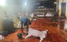 Hà Nội: Phát hiện 2 cơ sở giết mổ lợn không đảm bảo điều kiện vệ sinh