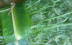 Loại rau dại trước bỏ đi nay là đặc sản giá 200.000 đồng/kg được người Trung Quốc xem là 'rau trường thọ', sang tận nơi để thu mua