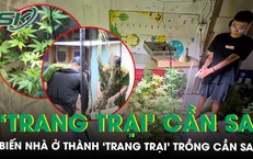 Lên mạng học trồng cần sa, biến nhà ở thành ‘trang trại’ ma túy để kiếm lời