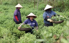Làng cổ Sinh Dược: Giữ nghề thuốc Nam, phát triển OCOP bền vững