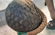 Người dân giao nộp tê tê Java quý hiếm nặng 2,2 kg