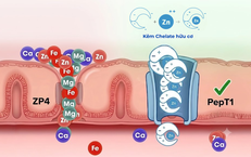 Kẽm chelate được đề cập trong báo cáo về bổ sung kẽm và dinh dưỡng ở trẻ