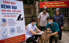 Bệnh dại ở Lâm Đồng diễn biến phức tạp, một con chó nghi dại cắn 5 người