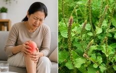 Cách dùng cỏ xước chữa đau nhức xương khớp