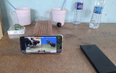 Bắt 15 đối tượng đá gà qua mạng
