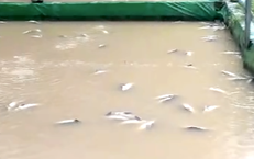 Cá tầm chết trắng hồ sau mưa lũ, người dân Lạng Sơn thiệt hại tiền tỷ