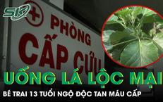 Nghe mách cho trẻ uống lá lộc mại chữa táo bón, bé trai 13 tuổi ngộ độc tan máu cấp 