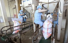 Xuất khẩu gạo đạt 2,91 tỷ USD, giá bắt đầu phục hồi