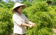 Khi nào nên thu hái lá đinh lăng để giữ được nhiều dược chất nhất?