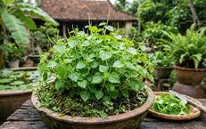 Bị gout ăn rau càng cua có tốt không?