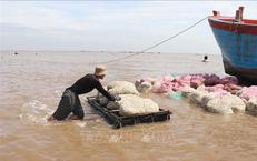 Nghêu thương phẩm có giá cao, người nuôi phấn khởi