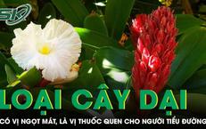Cây dại ven suối có vị ngọt mát, là vị thuốc quen thuộc cho người tiểu đường 