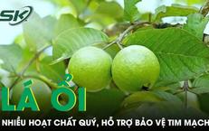 Loại lá quen thuộc trong vườn nhà chứa nhiều hoạt chất quý, hỗ trợ bảo vệ tim mạch