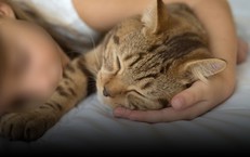 Bé gái 4 tuổi tử vong vì bệnh dại vì thường xuyên ôm và ngủ cùng mèo