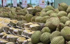 Sầu Black Thorn và Musang King có gì đặc biệt mà cả hai đều có giá 'siêu' đắt trên thị trường?