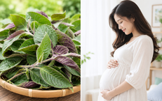 5 nhóm người cần thận trọng khi ăn lá mơ lông