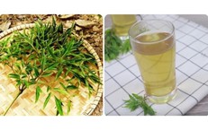 Ai không nên uống nước lá đinh lăng?