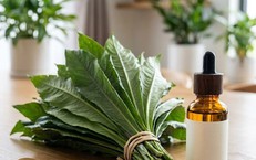 Lợi ích bất ngờ của lá xương sông nhờ tinh dầu đặc biệt
