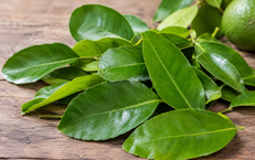 Lá chanh có tác dụng gì?
