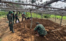 Phát hiện hài cốt liệt sĩ trong vườn hoa màu ở phường Hội An