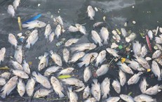 Cá chết hàng loạt ở hồ Bồng Sơn - Hà Tĩnh
