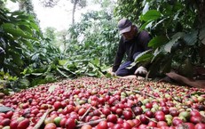 Giá cà phê trong nước đi ngược thế giới