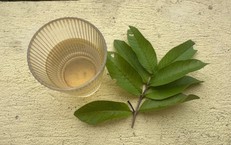 Bí quyết kiểm soát đường huyết tự nhiên nhờ thói quen uống nước lá ổi