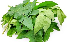Lá đu đủ có chữa được ung thư không?